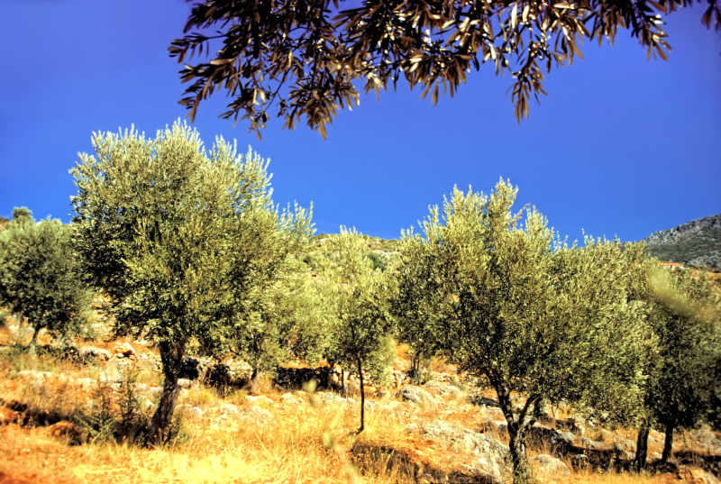 Olive grove in the scorching afternoon sun, Kaş, Turkey